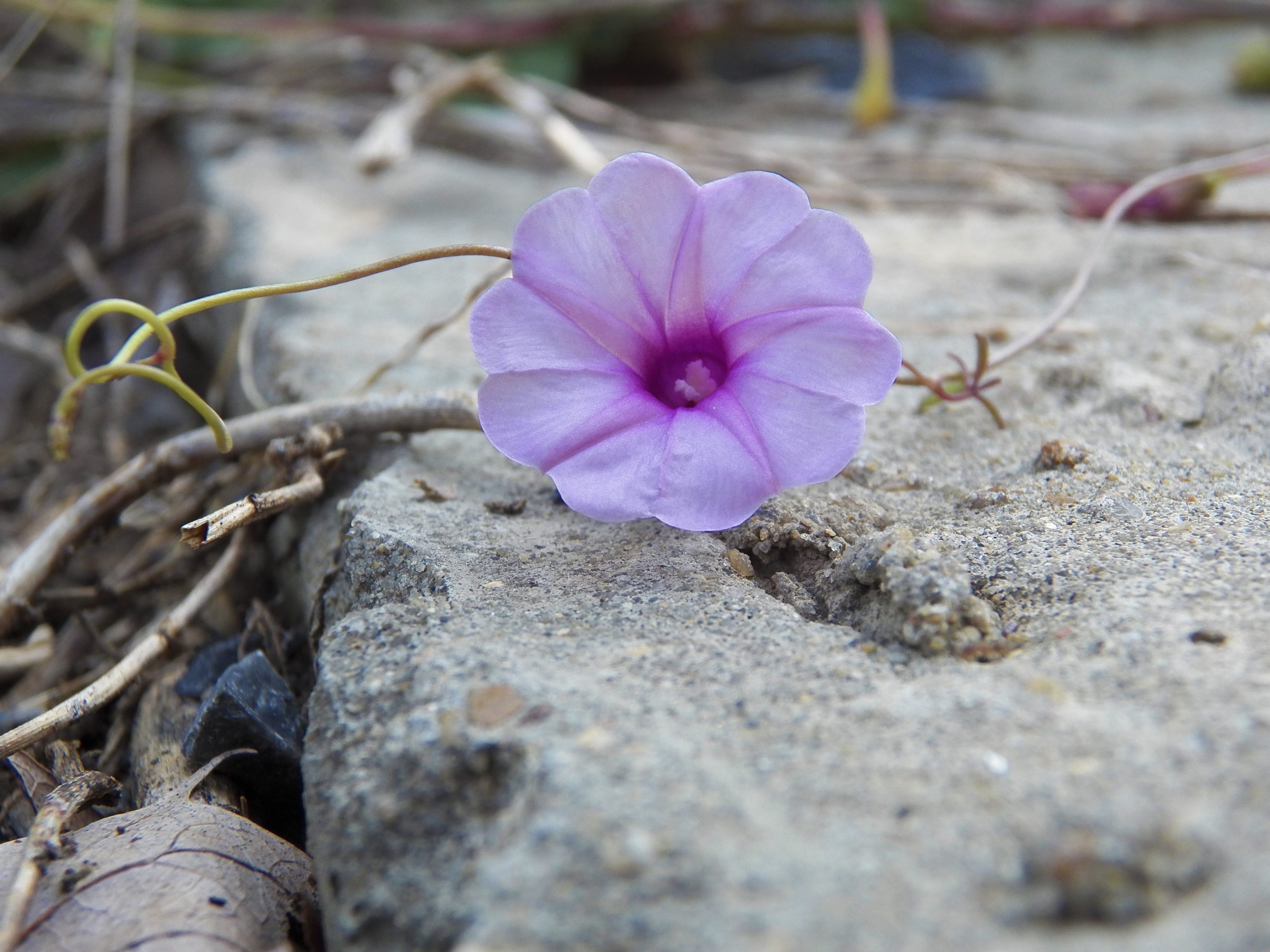 Photo of a flower