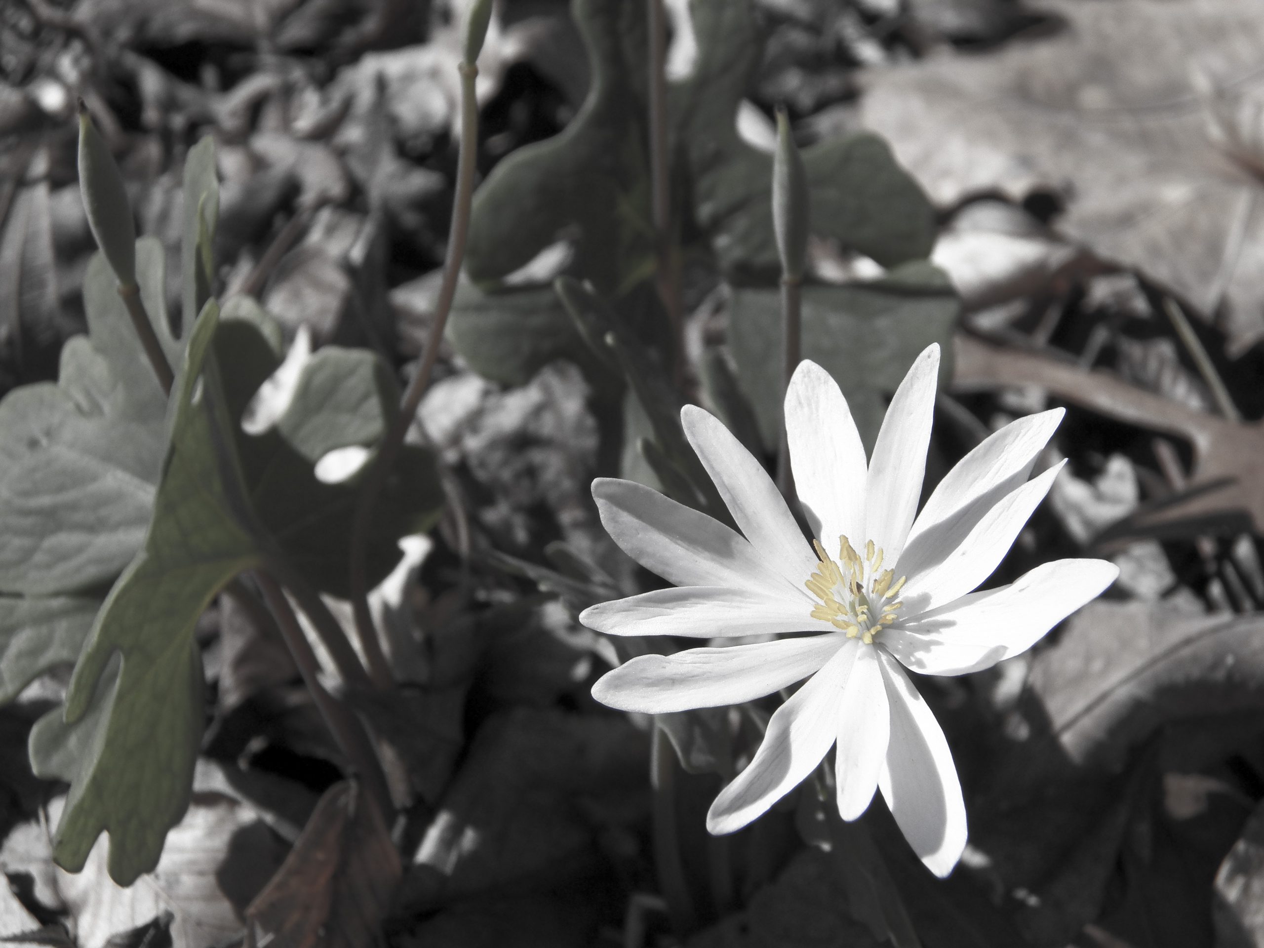 Blood root flower